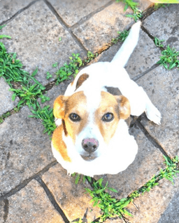 Charlie  Lucy image 3