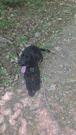 Bodie Doodle image 1