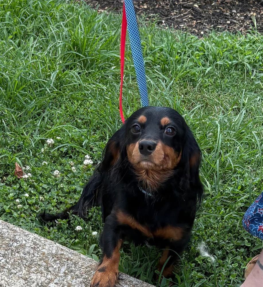 Ricky - Dachshund