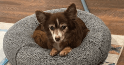 Coco image 4