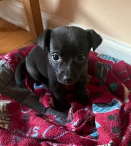 Baloo image 4