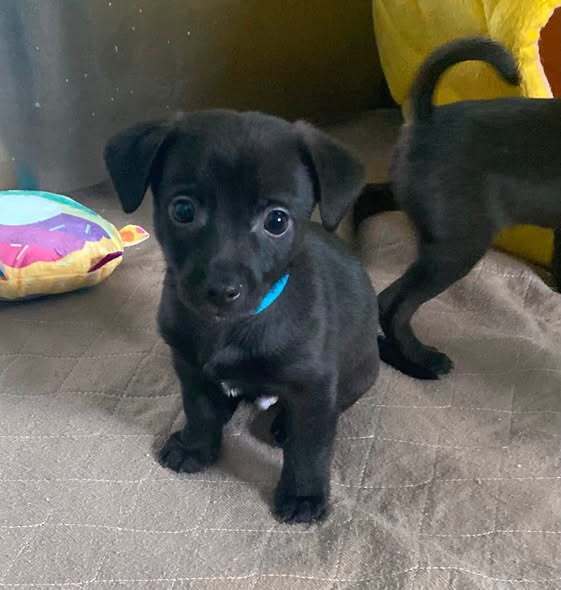 Baloo - Rat Terrier