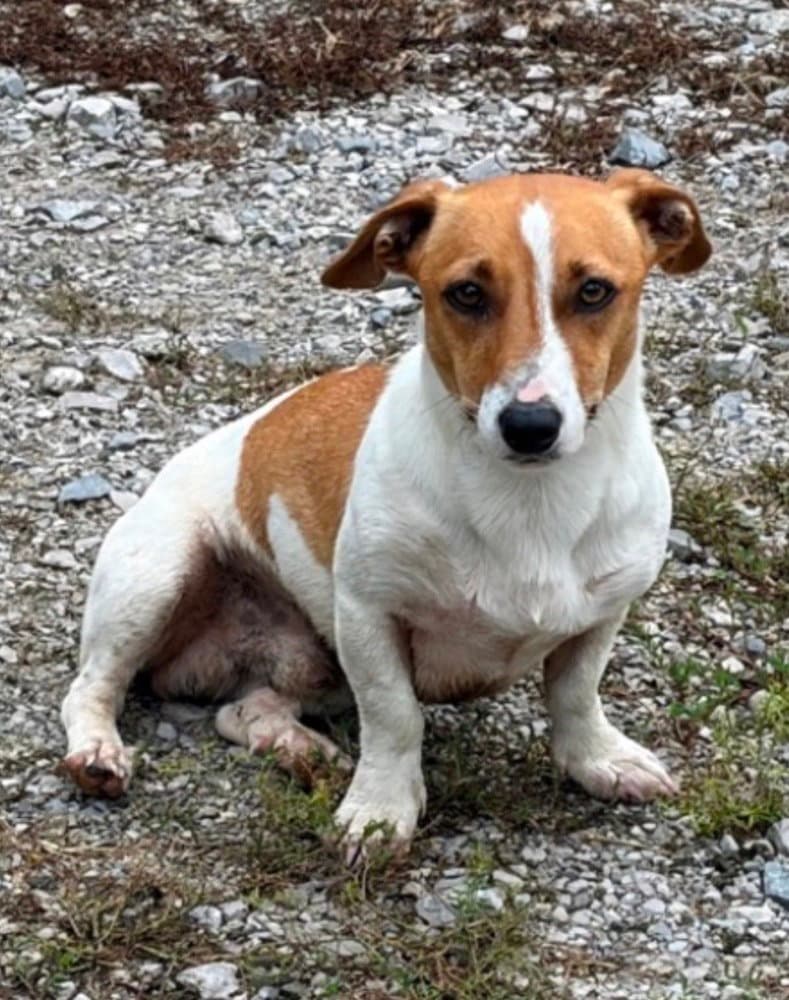Jack - Jack Russell Terrier
