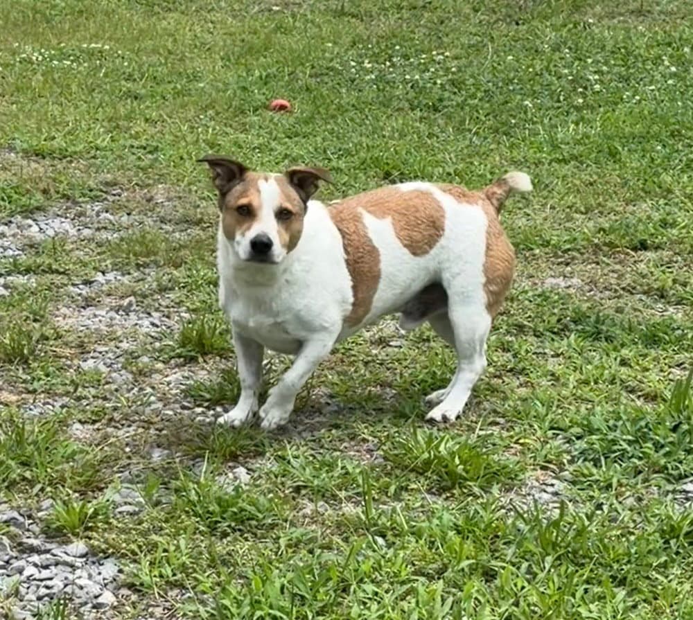 Isabelle - Jack Russell Terrier