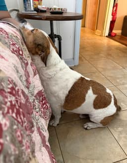 Buster image 2