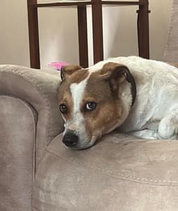 Buster image 4
