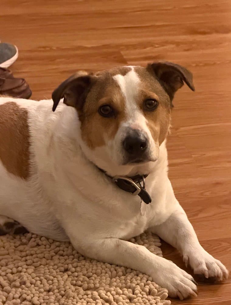 Buster - Jack Russell Terrier