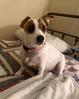 Ellie image 1