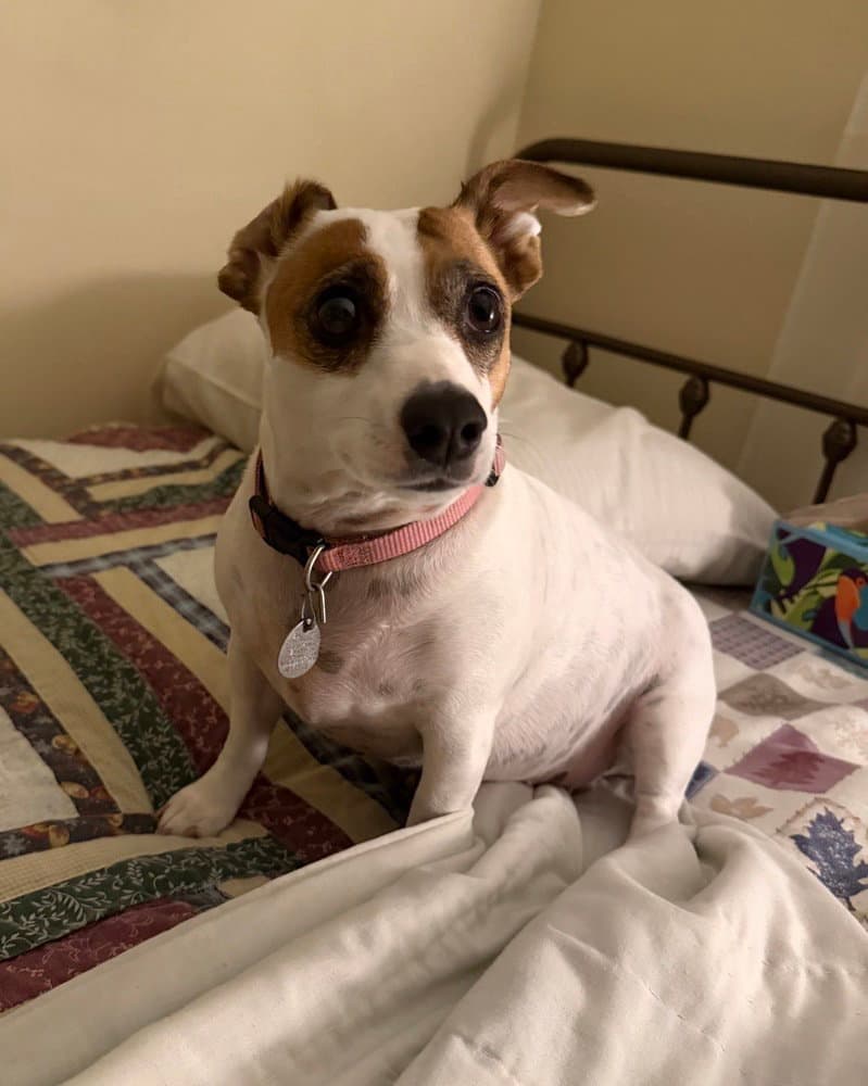 Ellie - Jack Russell Terrier