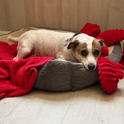 Ellie image 3