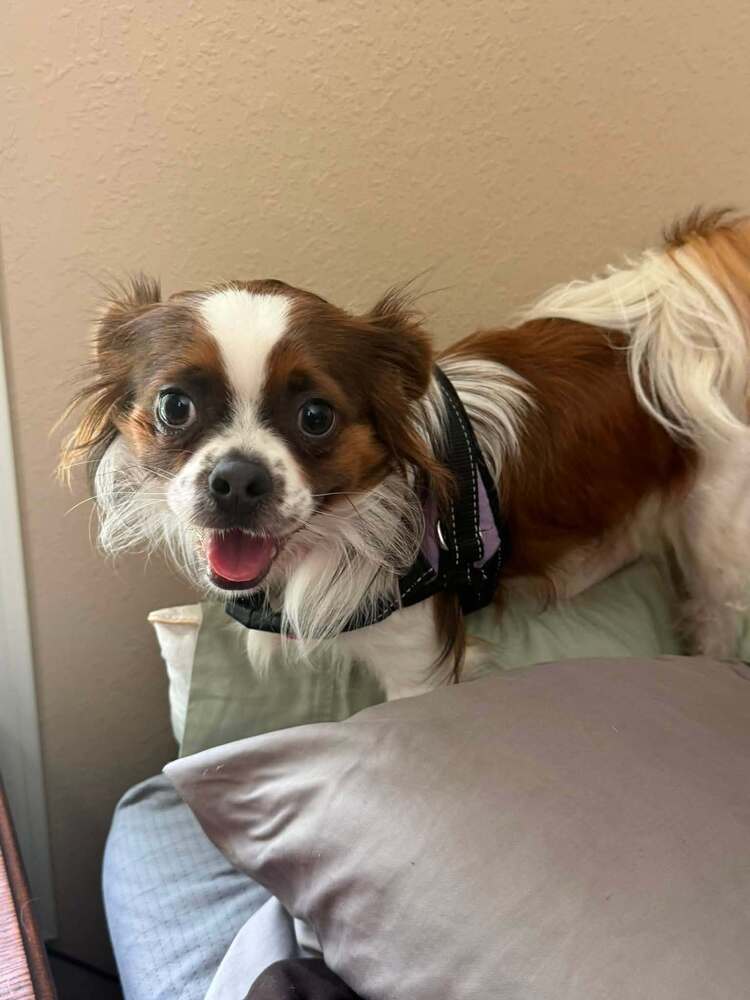Pug - Cavalier King Charles Spaniel