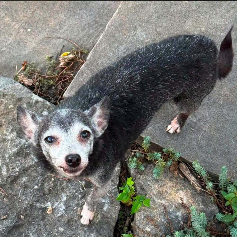 Abe - Chihuahua