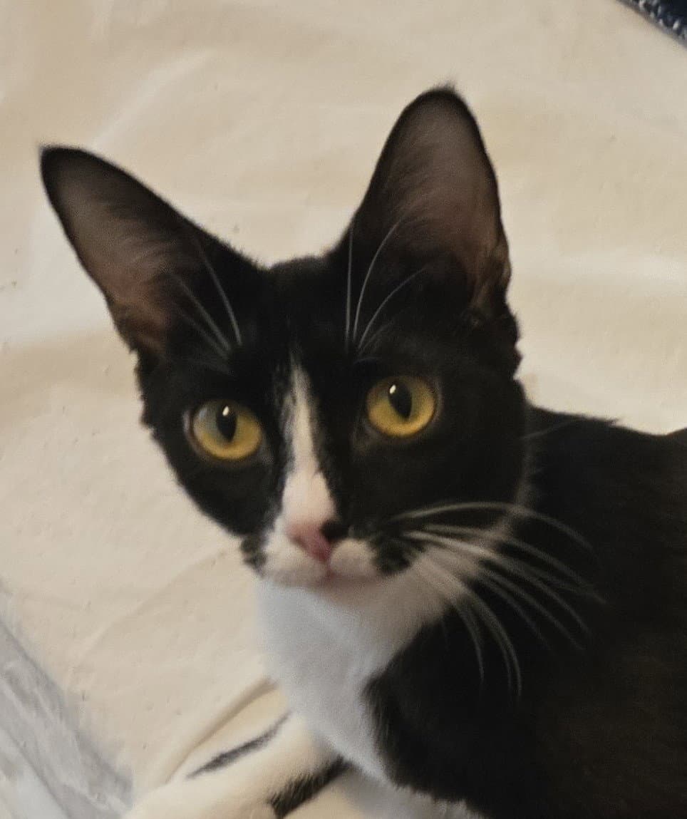 Gia - Domestic Short Hair
