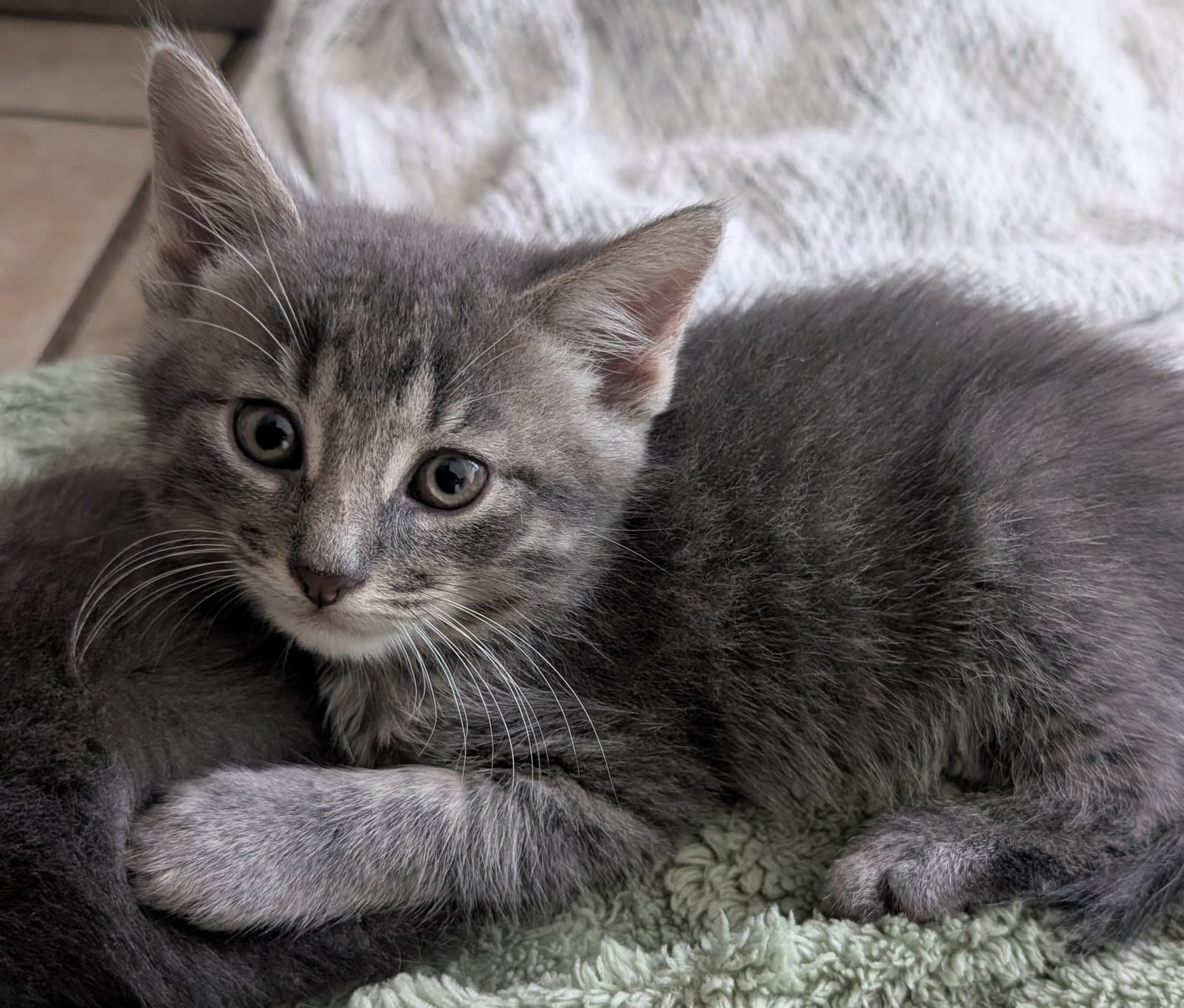 Sausage - Domestic Short Hair
