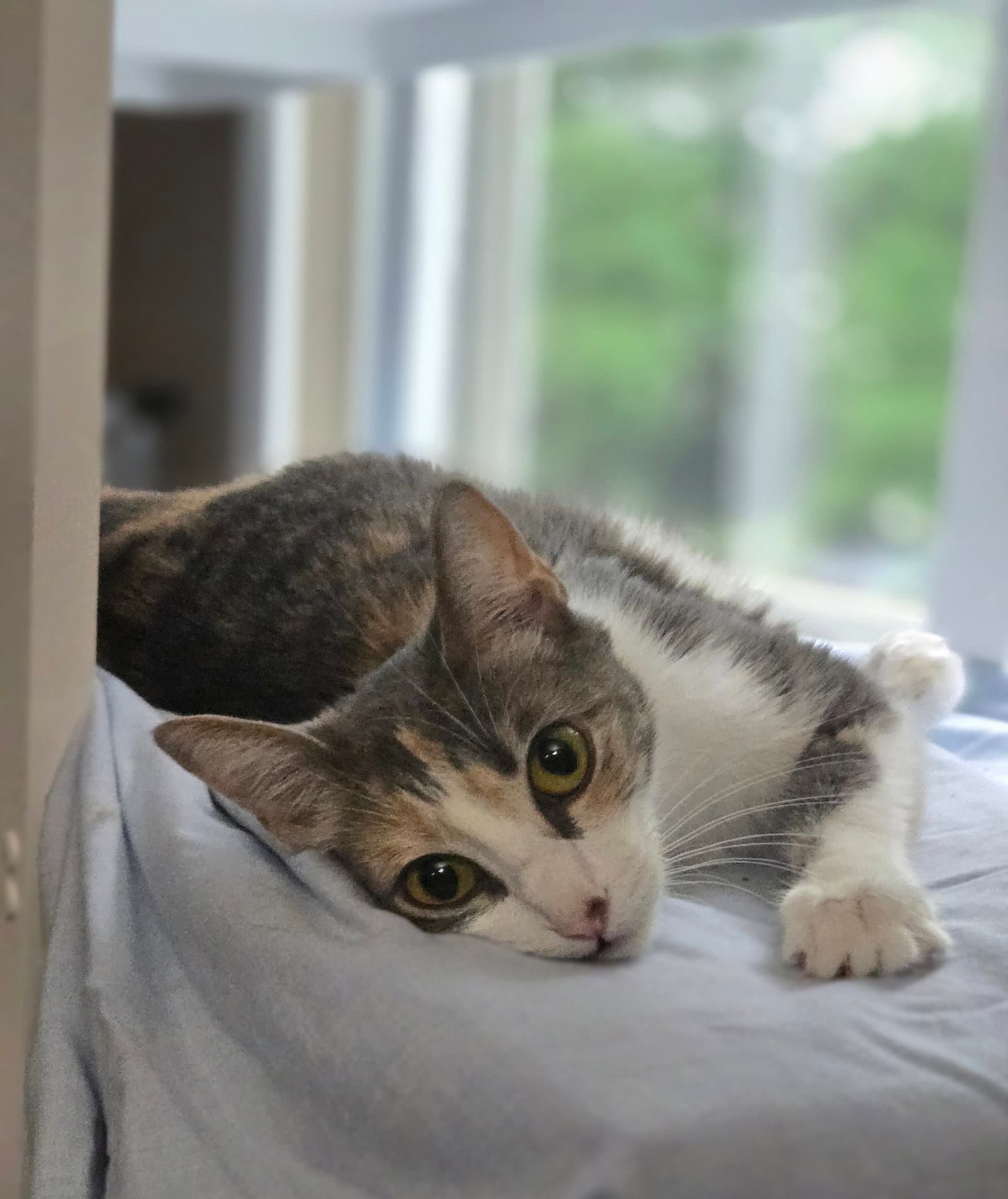 Kalli - Domestic Short Hair