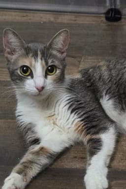 Kalli image 3