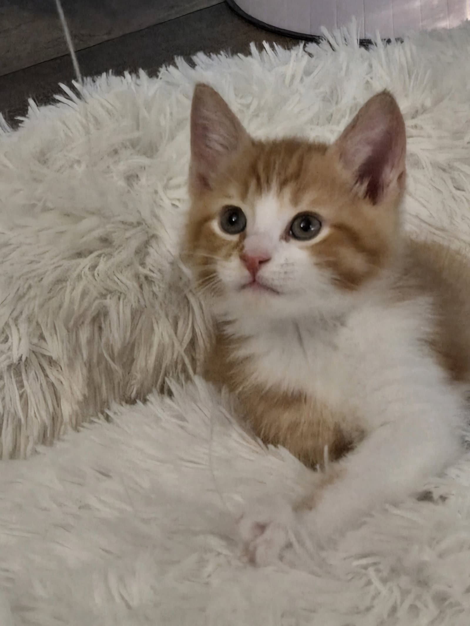 Kurt - Domestic Short Hair