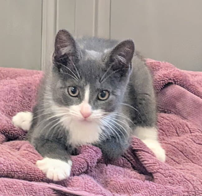 Pinkie - Domestic Short Hair