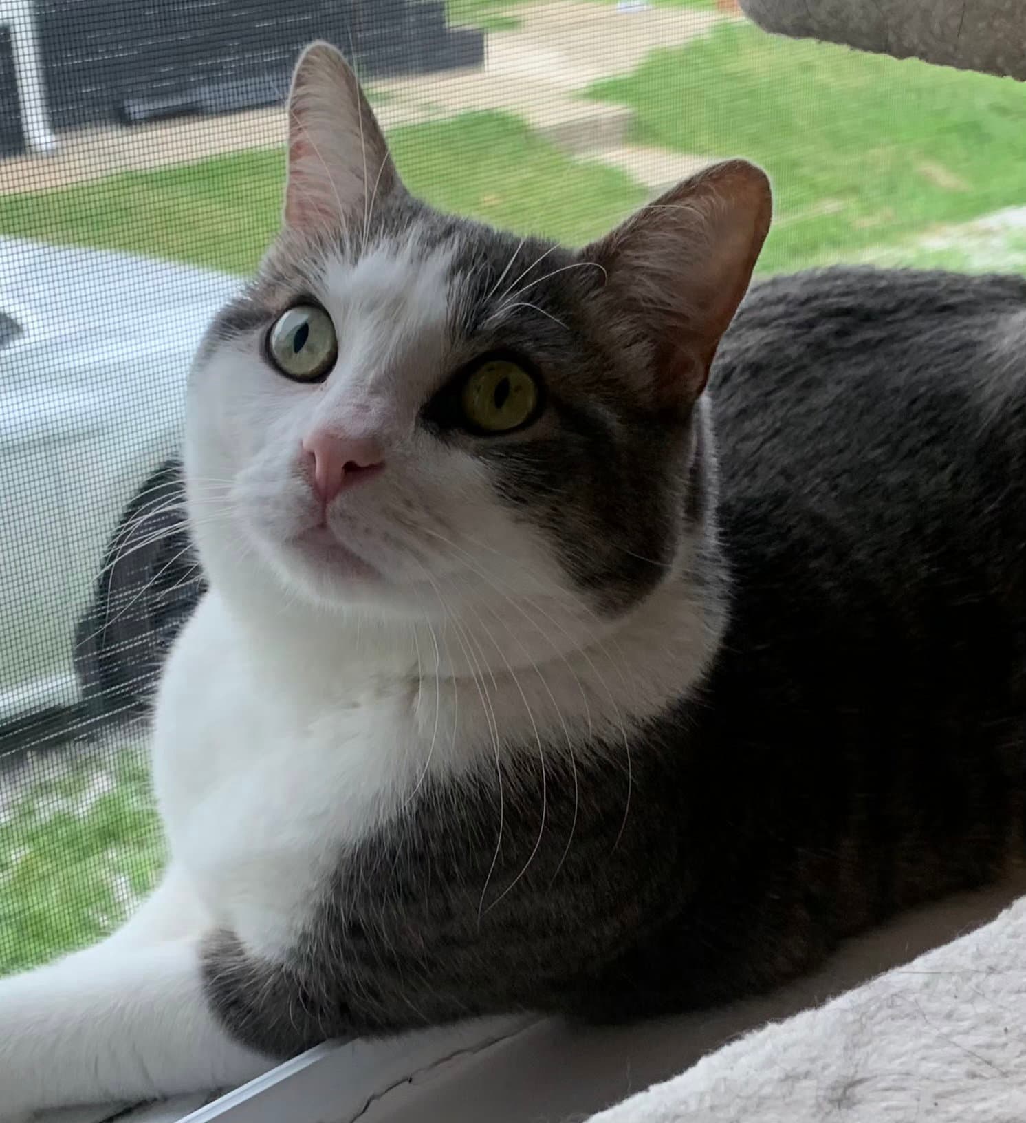 Alfred - Domestic Short Hair