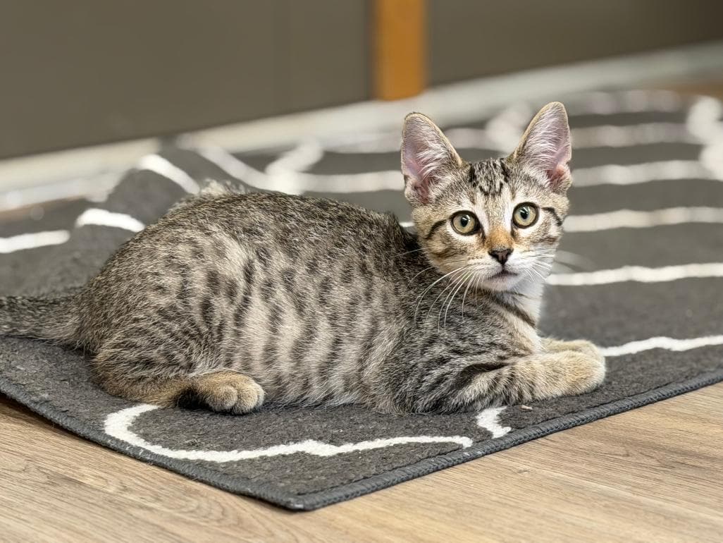 Marko - Domestic Short Hair