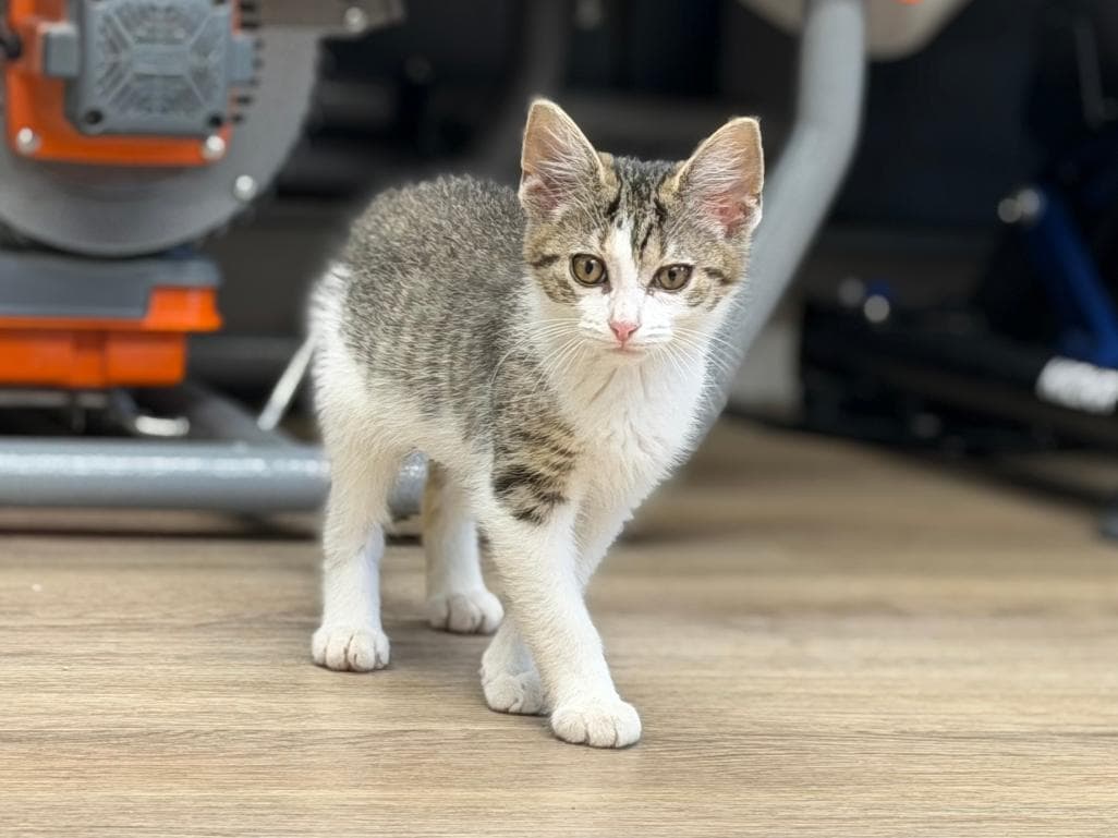 Mia - Domestic Short Hair