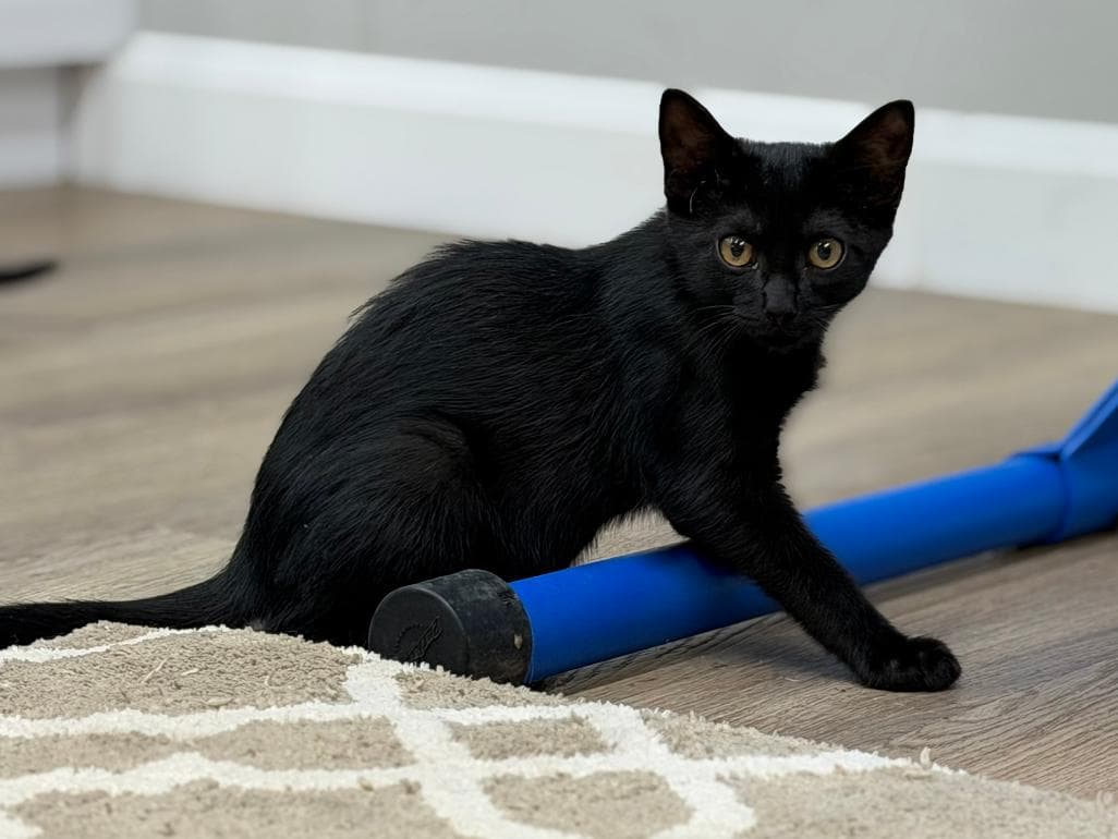 Newt - Domestic Short Hair