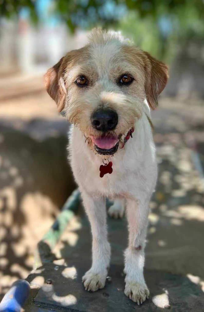 Puddle Soi Dog - Wirehaired Fox Terrier