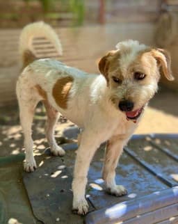 Puddle Soi Dog image 2