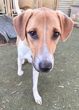 Kanploo Soi Dog image 1