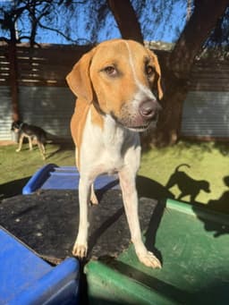 Kanploo Soi Dog image 3