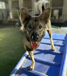 Dampimook Soi Dog image 1