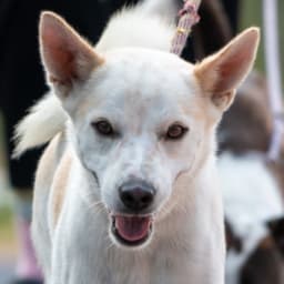 Lombard Soi Dog image 1