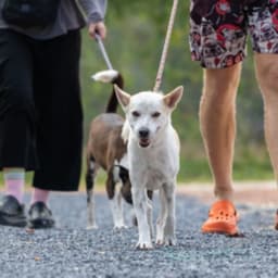 Lombard Soi Dog image 2