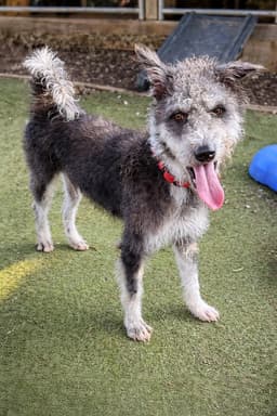 Moo Soi Dog image 1