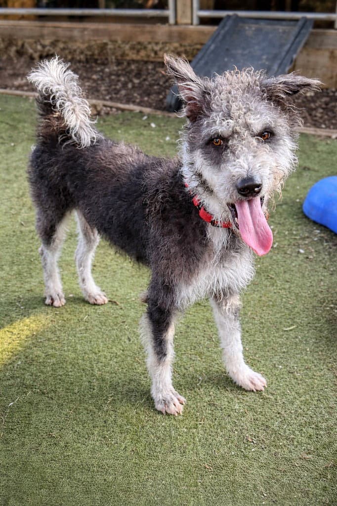 Moo Soi Dog - Scottish Deerhound
