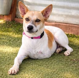 Marionette Soi Dog image 1