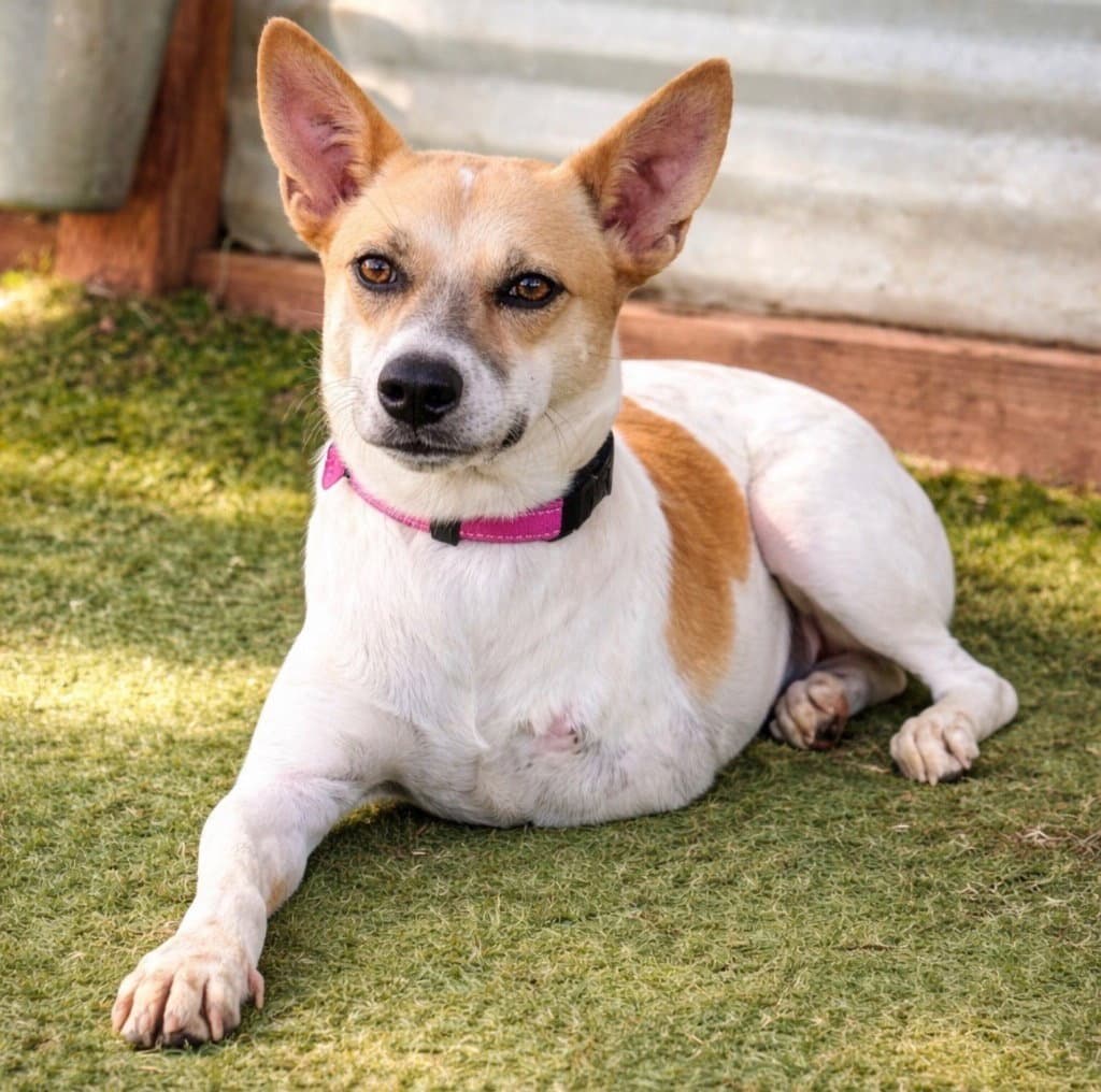Marionette Soi Dog - Shiba Inu