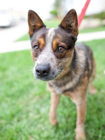 Pryor - Australian Cattle Dog/Blue Heeler