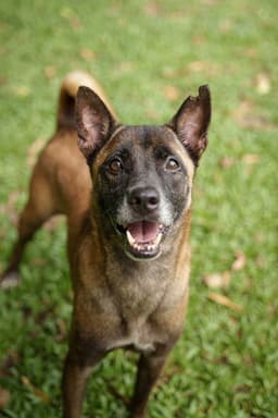 Tanbobby Soi Dog image 1