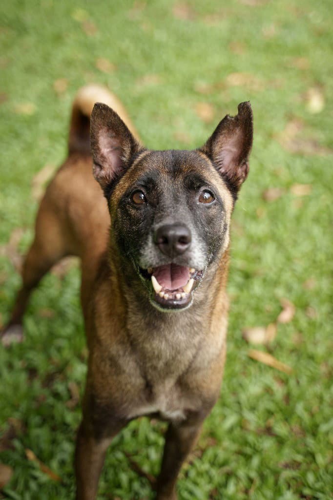 Tanbobby Soi Dog - Jindo (Korean)