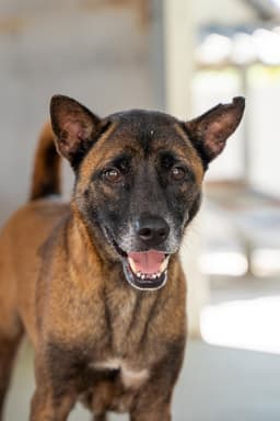 Tanbobby Soi Dog image 2