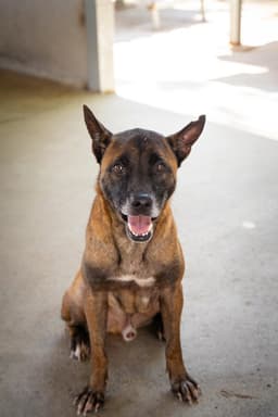 Tanbobby Soi Dog image 3