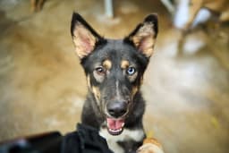 Phoenix Soi Dog image 1