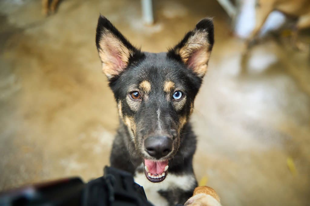 Phoenix Soi Dog - Australian Shepherd