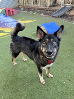 Phoenix Soi Dog image 2