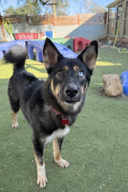 Phoenix Soi Dog image 3