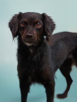 Kombangwa Soi Dog image 1