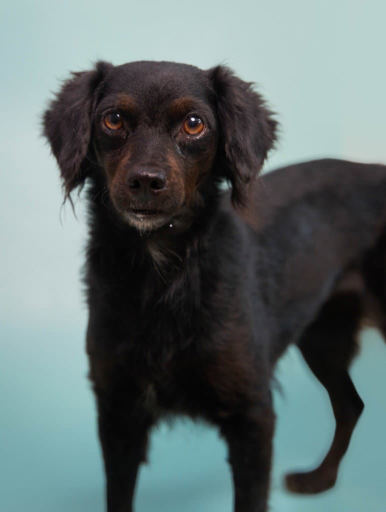 Kombangwa Soi Dog - Spaniel
