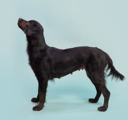 Kombangwa Soi Dog image 2