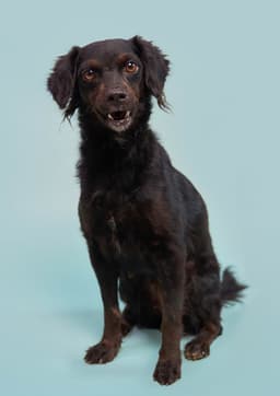 Kombangwa Soi Dog image 3